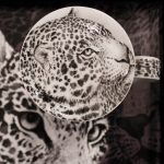 Mug  Leopard Lid