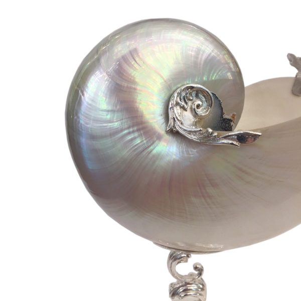 Conchiglia Nautilus Madreperla Di Taglia Media